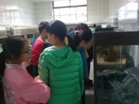 頂埔國小-校園生態導覽暨認識原生溪魚(另開新視窗)